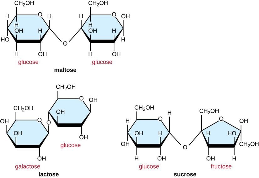 Farklı karbonhidrat türlerinin yapıtaşlarını gösteren bir şema