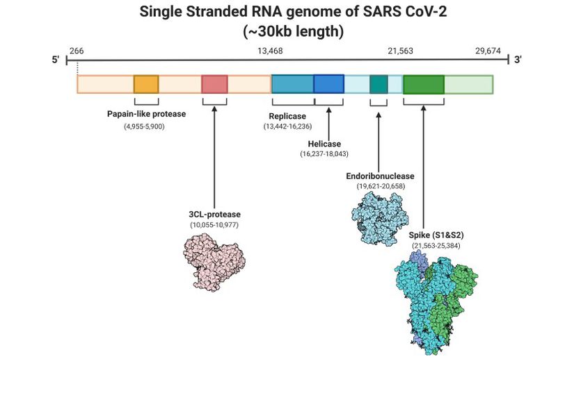 SARS-CoV-2’nin genetik bilgisi ve sentezlediği proteinler