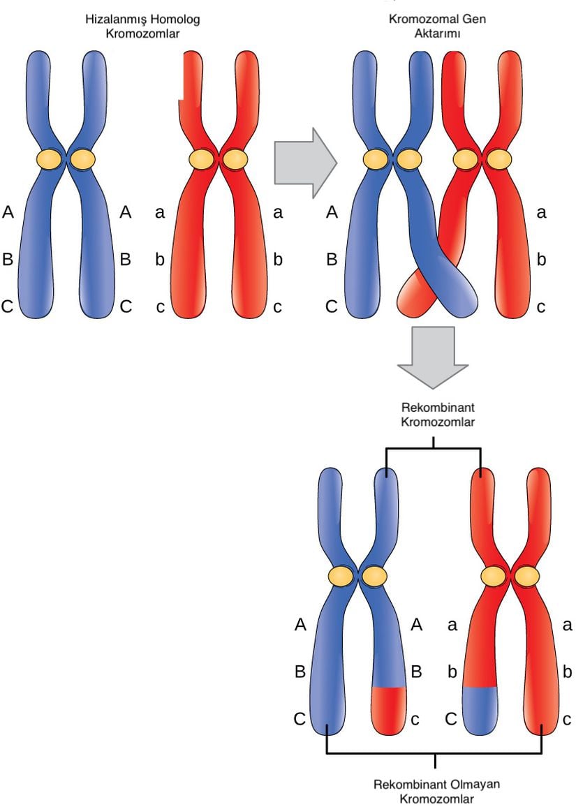 Gen değişimi (Krossing over)'in etkilerini gösteren bu örnekte mavi kromozom bireyin babasından, kırmızı kromozom ise annesinden gelmektedir. Gen değişimi, homolog kromozomların kardeş olmayan kromatidleri arasında meydana gelir. Sonuç, homolog kromozomlar arasında genetik materyal değişimidir. Maternal ve paternal dizilim karışımına sahip kromozomlara rekombinant, tamamen paternal veya maternal olan kromozomlara ise rekombinant olmayan kromozomlar denir.