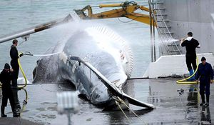 Iceland Faces Global Outrage Over Fin Whale Hunt