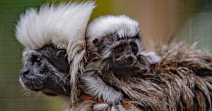 New Hope For Cotton-Top Tamarins With Chester Zoo Twins