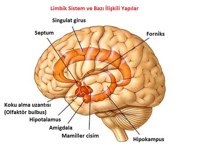 Merkezi sinir sisteminin anatomik görüntüsü.