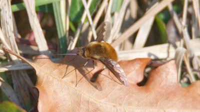 Arı Sinekleri (Bombyliidae)
