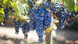 İnsanların Tarım Zararlıları ile Evrim Savaşı, Şarap Yapımında Kullanılan Üzümlere Zarar Veriyor!