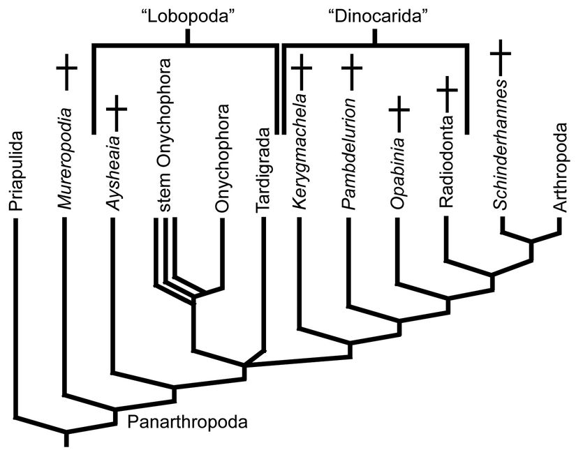 Panarthropoda filogenetik ağacı.