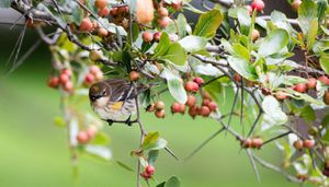 Chicago Sees Alarming Bird Die-Off Amid Migration Season