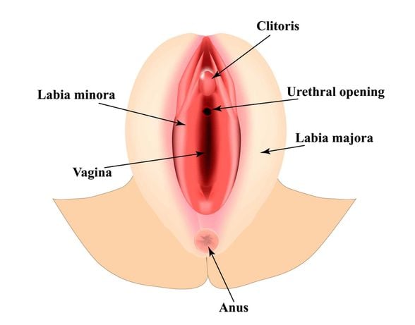 Vulva anatomisi