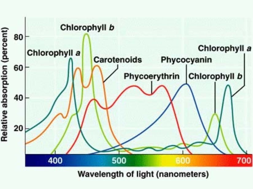 Farklı fotosentetik pigmentlerin, farklı dalga boylarındaki ışığı ne kadar soğurduğunu gösteren grafik.