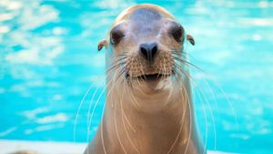 California Sea Lions Show Alarming Signs Of Poisoning