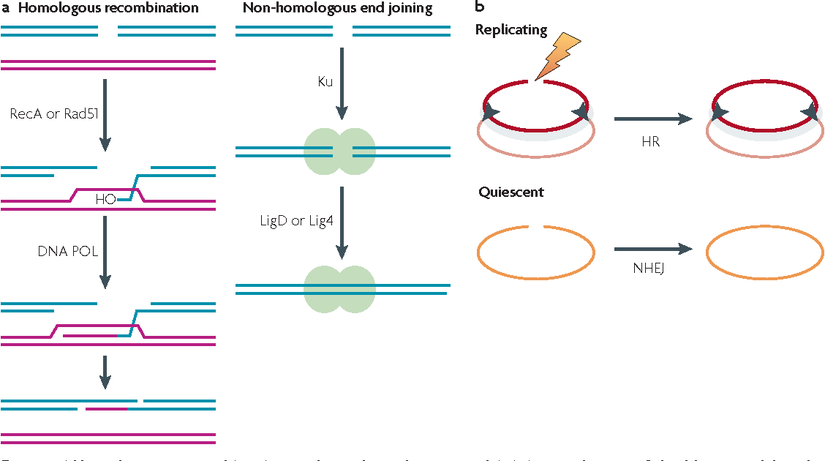 Homolog rekombinasyon ve homolog olmayan uç birleştirme