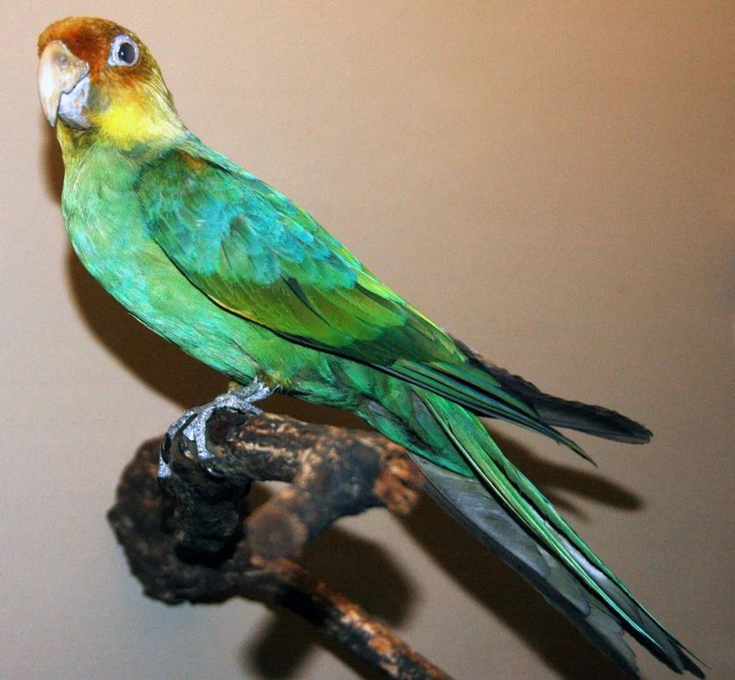 Karolina papağanı (Conuropsis carolinensis)