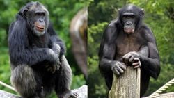 Şempanzeler ile Bonobolar Arasındaki Benzerlikler ve Farklılıklar Nelerdir?