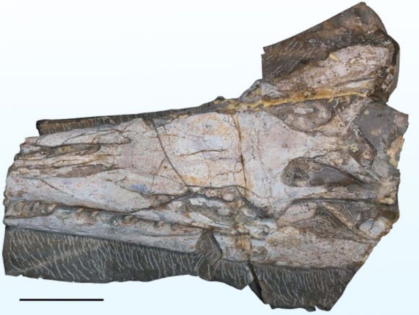 Yaguarasaurus regiomontanus'un holotip levhası.
