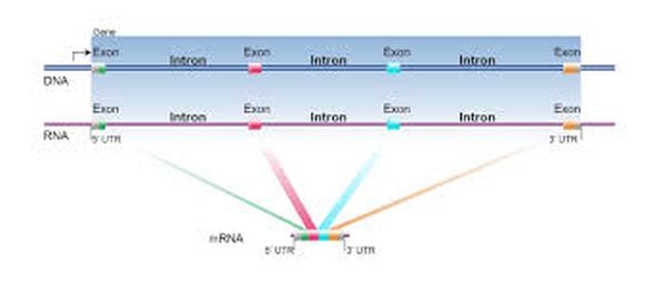 DNA, pre-mRNA ve mRNA