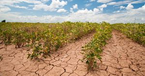 Climate Change Threatens Global Agriculture And Food Security