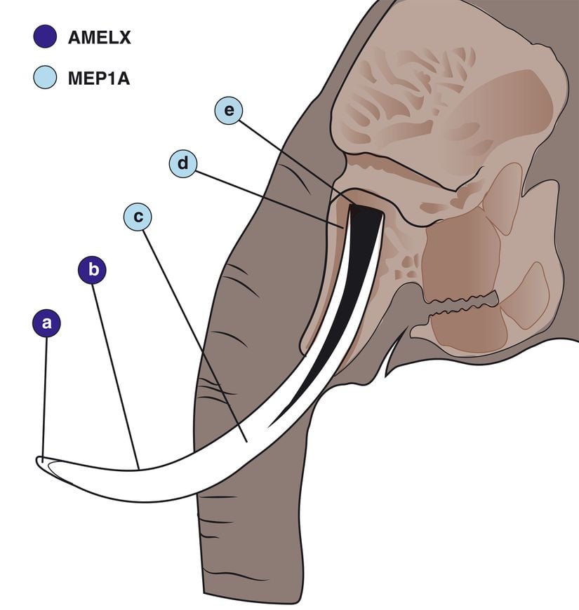AMELX, fildişlerinin diş minesini (yani enameli) ve sementi, yani dişi kaplayan kalsifiye madde birikimini etkiler. MEP1A mutasyonları ise, kaçakçıların peşinde olduğu asıl "fildişi" kısmını, yani dentini, periodontium'u ve diş kökünü etkiliyor. Bunların ve bir dizi diğer genin farklı kombinasyonları, diş büyüklüğünü belirliyor ve dişsizlerin seçilimi, popülasyondan dişlerin kaybolmasına neden olur.