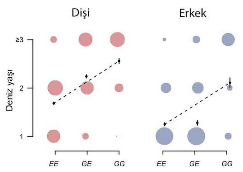 Şekil 3: vgll3 geninde tekil nükleotit farklılığının deniz yaşına etkisi. Daire alanı örnek sayısı ile orantılıdır. E= Erken (Erken yaşta nehire donüşle ilintili tek nükleotit morfu, aleli). G = Geç. (Geç yaşta nehire donüşle ilintili tek nükleotit morfu, aleli.) Dişi ve erkek arasında heterozigot bireylerin (EG) kalıtım farklılığı önemlidir (erkeklerde daha baskın alel E, dişilerde daha baskin alel G). (Şekil orijinal makaleden derlenmiştir.)