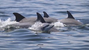 Dolphin Sightings Delight Locals On Isle Of Wight