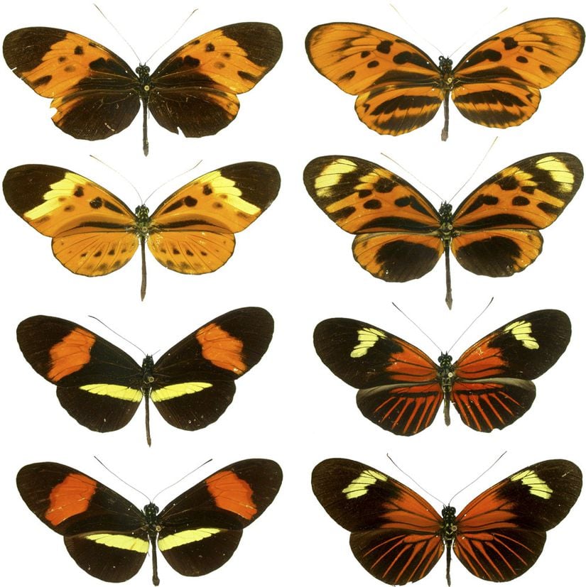 Görsel 4. Bazı Heliconius kelebek türleri kanatlarında benzer desenler taşır. Benzerlik her zaman tesadüfi değildir: Türler arasında alınıp verilen genler de bunda önemli bir rol oynar.