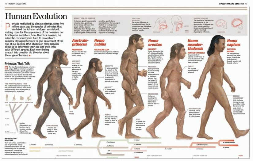 Bu grafikte Australopithesinlerden günümüze kadar insana giden evrimsel soy hattındaki ortalama vücut büyüklükleri görülmektedir. Görebileceğiniz gibi, belli bir dalgalanma söz konusu olmakla birlikte asla ciddi bir büyüme veya küçülme söz konusu olmamıştır.