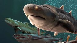 Çin balık fosili keşfi, şimdiye kadarki en eski dişleri içeriyor.