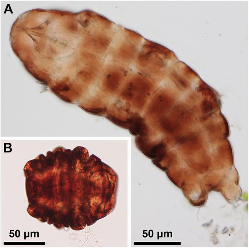 Ramazottius varieornatus'un a) aktif formu b) stres altında girmiş olduğu kriptobiyotik fıçı (tun) formu