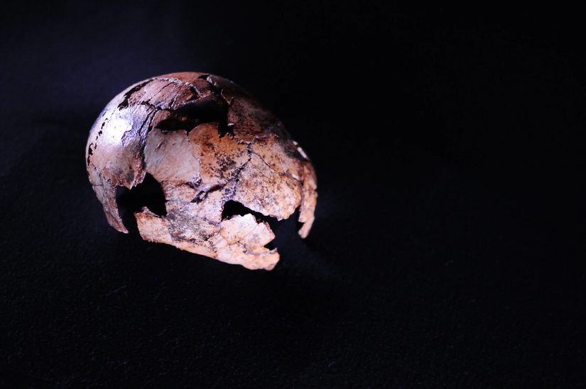 DNH 134 kodlu Homo erectus kafatası örneği 2.05 - 1.95 milyon yıl yaşında. Bu, onu türe ait en eski bilinen fosil yapıyor.