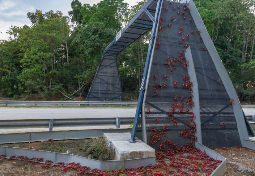 Christmas Adası’ndaki Kızıl Yengeçler Ekolojik Köprü Üzerinden Geçerken