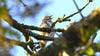 Öter ardıç (Turdus philomelos)