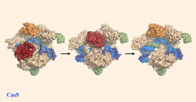 Cas9 proteininin, DNA’nın kesilmesini sağlamak için kendisini (okla gösterilen şekilde) nasıl yeniden düzenlediğini gösteren bir resim