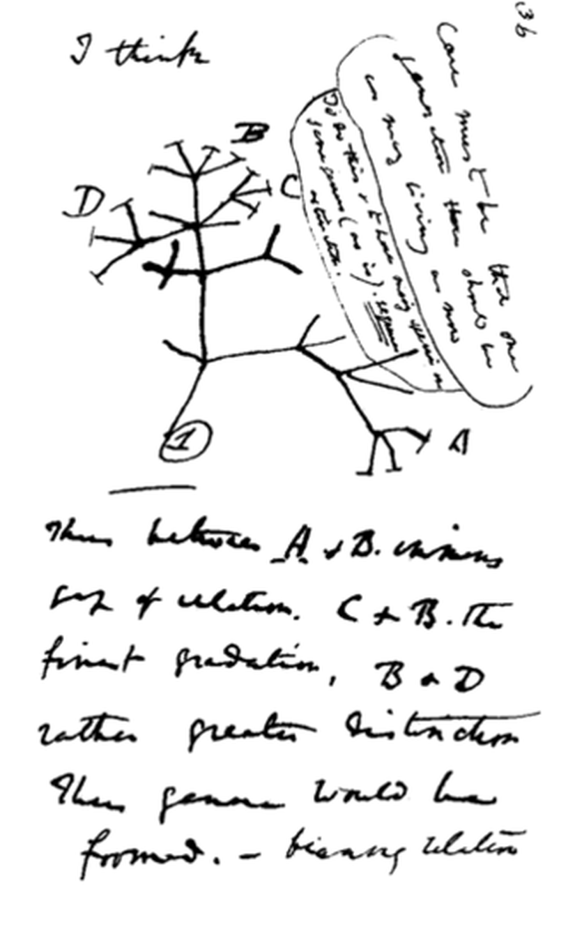 Darwin'in ünlü çalışması; türler arasındaki evrimin tamamen yeni türlere yol açtığını gösteriyor.