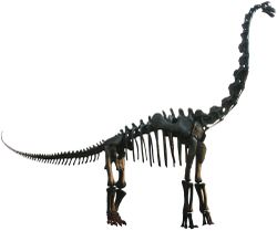 Brachiosauruslar gerçekten vakitlerini çoğunda böyle mi duruyorlar? Yoksa bu bir uydurma mi?
