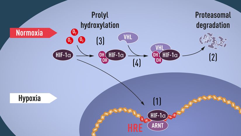 Oksijen regülasyonunun (düzenlemesinin) moleküler mekanizması ve prolil hidroksilaz süreci.