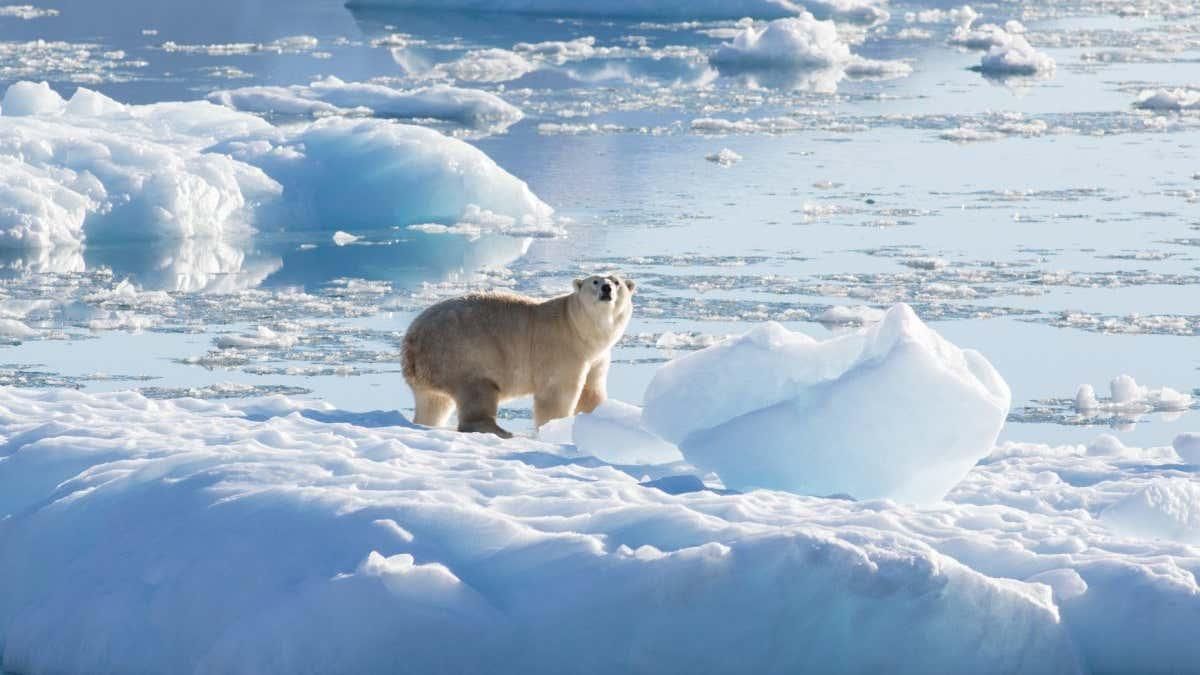 Polar Bears Increasingly Encounter Humans Amid Climate Crisis