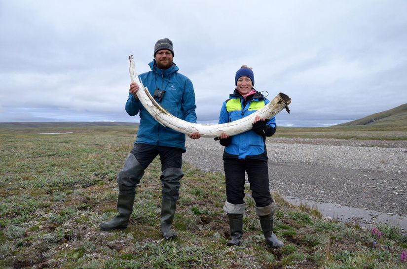 Love Dalén ve eş baş yazar Patrícia Pečnerová, Wrangel Adası'nda bir mamut dişini tutuyor.