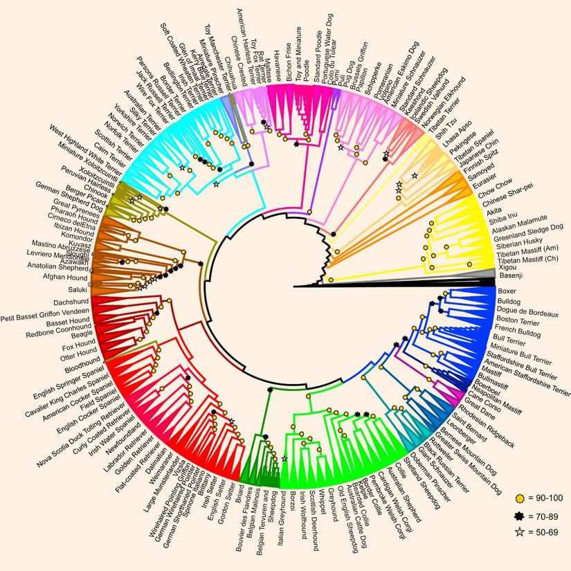 Köpek türlerinin birbirleriyle evrimsel akrabalık ilişkisini gösteren filogenetik ağaç