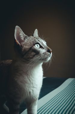 Özellikle kediler ve diğer hayvanlar gözümüzün göz olduğunu nereden biliyor?