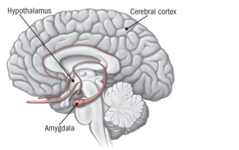 Amigdala ve hipokampüsü gösteren beyinşeması