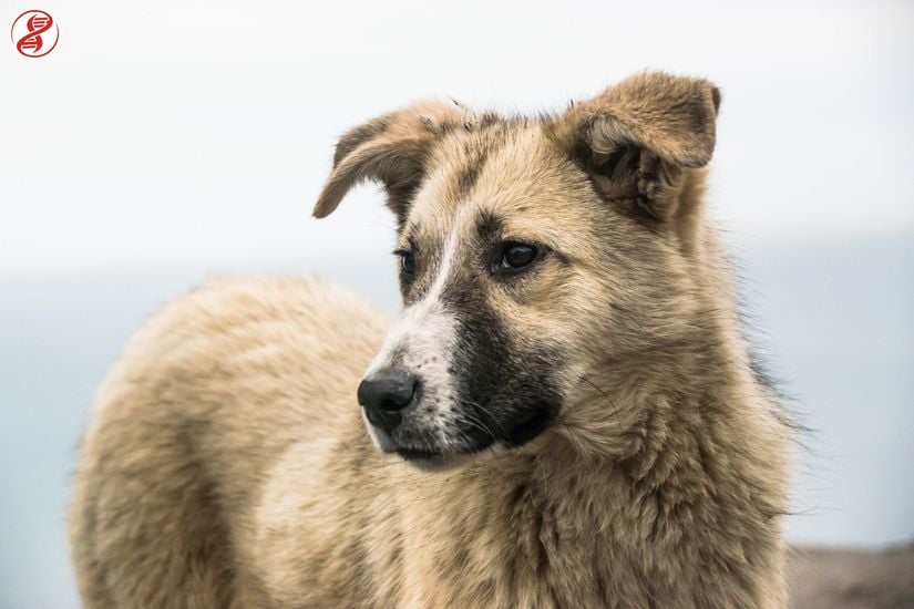 Kendi başına tür olarak sınıflandırılırsa Canis familiaris veya kurtların alt türü olarak sınıflandırılırsa Canis lupus familiaris olan "köpek"