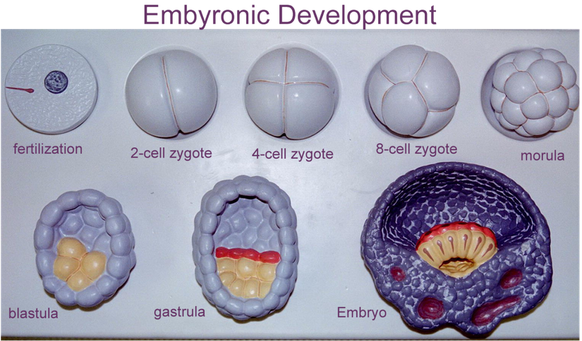 Embriyonun evreleri...