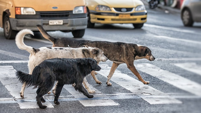 Türkiye'de Sokak Köpeği Sorunu Nasıl Çözülür?