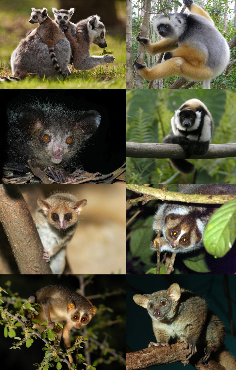 Günümüzde mevcut bazı strepsirrhini primat türleri (lemuriform)  En üst soldan, sağa doğru; Halka kuyruklu lemur (Lemur catta), Taçlı sifaka (Propithecus diadema),  Aye-aye (Daubentonia madagascariensis), Siyah-beyaz fırfırlı lemur (Varecia variegata), Gri fare lemuru (Microcebus murinus), Kayan yavaş lemuru (Nycticebus kayan), Gri-sıska lemur (Loris lydekkerianus), Kuzey büyük lemuru (Otolemur garnettii)