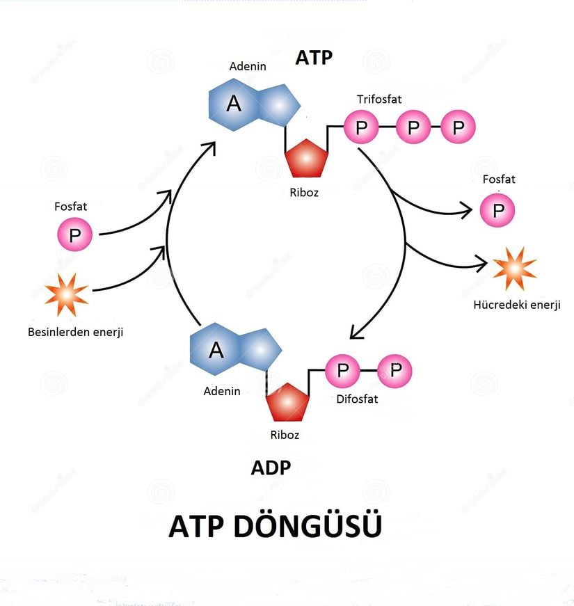 ATP Döngüsü.