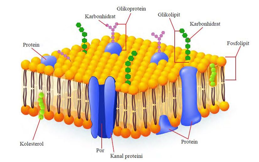 Akıcı mozaik hücre zarı modelinde glikolipit ve glikoproteinlerin gösterimi.