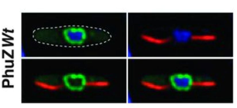 Mavi renk virüs DNA'sını gösteriyor ve onun etrafını sarmış olan yeşil kompartıman ise gp105 proteinini gösteriyor. Kırmızı çizgiler ise polirmerleşmiş PhuZ proteinine ait.