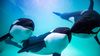 Menopoz Sonrası Dişi Katil Balinaların Bilgeliği