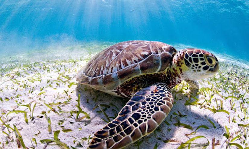 Deniz kaplumbağaları da çeşitli marin türleri gibi manyetik alanlardan yararlandıkları bilinmekte