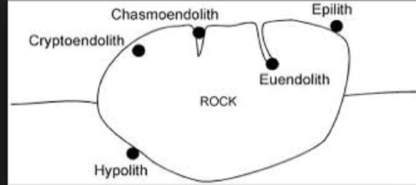 Endolitler kayalardaki yaşam alanlarını oluşturma şekillerine göre 3 kategoride sınıflandırılmaktadır.