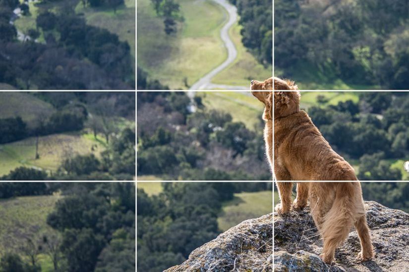 1/3 kuralının uygulandığı fotoğraflardan biri. Eğer bu fotoğrafta köpek merkeze yeşleştirilseydi monoton bir kompozisyon oluşurdu; 1/3 kuralını uygulayarak yaratılan asimetrik kompozisyon fotoğrafa bir devinim kazandırmıştır.