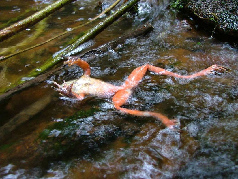 Kitrid mantarlarının neden olduğu enfeksiyondan ölmüş bir kurbağa